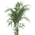 Tropical Palm Collection in Concrete Pots 3D model small image 4