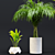 Exotic Houseplant Collection 3D model small image 2
