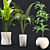 Exotic Houseplant Collection 3D model small image 3