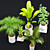 Exotic Houseplant Collection 3D model small image 8