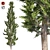 Artfully Pruned Hollywood Juniper 3D model small image 1