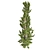 Artfully Pruned Hollywood Juniper 3D model small image 3