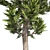 Artfully Pruned Hollywood Juniper 3D model small image 4