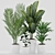 Exotic Plants Set: Palm Majesty, Rhapis Palm, Paradise, Rubber 3D model small image 1