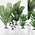 Exotic Plants Set: Palm Majesty, Rhapis Palm, Paradise, Rubber 3D model small image 2