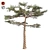 Huangshan Pine Tree - 3D Optimized Model 3D model small image 1