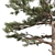 Huangshan Pine Tree - 3D Optimized Model 3D model small image 4