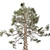 Natural Huangshan Pine Tree 02 3D model small image 2