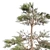 Natural Huangshan Pine Tree 02 3D model small image 4