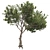 Italian Cypress 3D Tree 3D model small image 2
