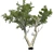 Monterey Cypress Tree: Realistic and Optimized 3D Model 3D model small image 3