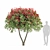 Ruby Glow Photinia Tree 3D model small image 2