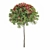 Ruby Glow Photinia Tree 3D model small image 3