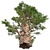 Optimized Western Juniper 99% Quad Tree 3D model small image 2