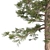 Premium Western Red Cedar Tree 3D model small image 4