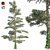 Pure White Fir Tree 3D model small image 1