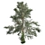 Pure White Fir Tree 3D model small image 2