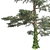 Pure White Fir Tree 3D model small image 4