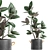 Concrete Pot Exotic Ficus 3D model small image 1