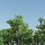  Trio of Majestic Ash Trees 3D model small image 2
