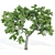  Trio of Majestic Ash Trees 3D model small image 5