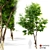 Elegant Ash Tree - 6m 3D model small image 1