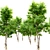 Elegant Ash Tree - 6m 3D model small image 2