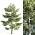  Majestic Pine Tree - 20m Height 3D model small image 1