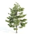  Majestic Pine Tree - 20m Height 3D model small image 3