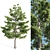  Tall Pine Tree with 17m Height 3D model small image 1