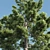  Tall Pine Tree with 17m Height 3D model small image 2