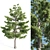  Tall Pine Tree with 17m Height 3D model small image 4