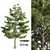  Tall Pine Tree with 17m Height 3D model small image 5
