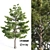  Tall Pine Tree with 17m Height 3D model small image 6