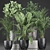 Indoor Plant Collection: Ficus, Banana Palm & Exotics 3D model small image 1