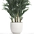 Exotic Palm Collection in White Pot 3D model small image 4