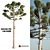 Giant 14m Araucaria Pine 3D model small image 1