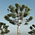 Giant 14m Araucaria Pine 3D model small image 2