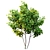 Twin Fig Trees: Elegant and Lush 3D model small image 2