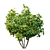 Twin Fig Trees: Elegant and Lush 3D model small image 3