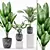 Exotic Plants Set: Paradise, Dumb Cane, Palm Majesty 3D model small image 1