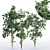 Corona Sapling Tree Set 3D model small image 1
