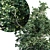 Corona Sapling Tree Set 3D model small image 2