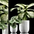 Tropical Plant Set: Dumb Cane & Peperomia 3D model small image 1