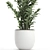 Exotic Tropical Plants in White Pots 3D model small image 4