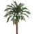 Tropical Palm Collection 3D model small image 2
