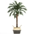 Tropical Palm Collection 3D model small image 4