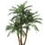 Tropical Paradise Collection: Exotic Indoor Palm Trees - Set of 4 3D model small image 2