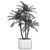 Tropical Plant Collection: Exotic Indoor Palms 3D model small image 5