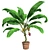Tropical Delight: Banana Plant with Pot 3D model small image 1